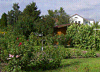 Garten-07.jpg