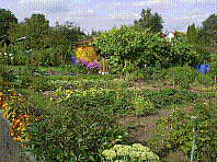 Garten-37.jpg