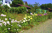 Garten-52.jpg